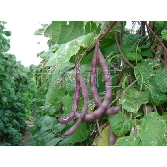 现在能种四季豆角吗 5475f13c56abca6849a96e81bc58d786.jpeg